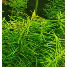 Дідіпліс діандра